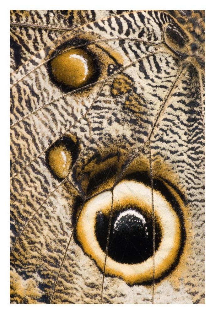 Atreus Owl butterfly wing with false eyespot, Ecuador-Paper Art-22"x32"