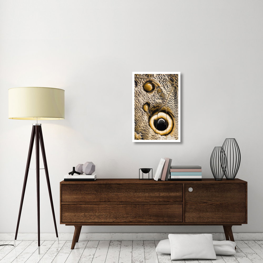 Atreus Owl butterfly wing with false eyespot, Ecuador-Paper Art-22&quotx32"