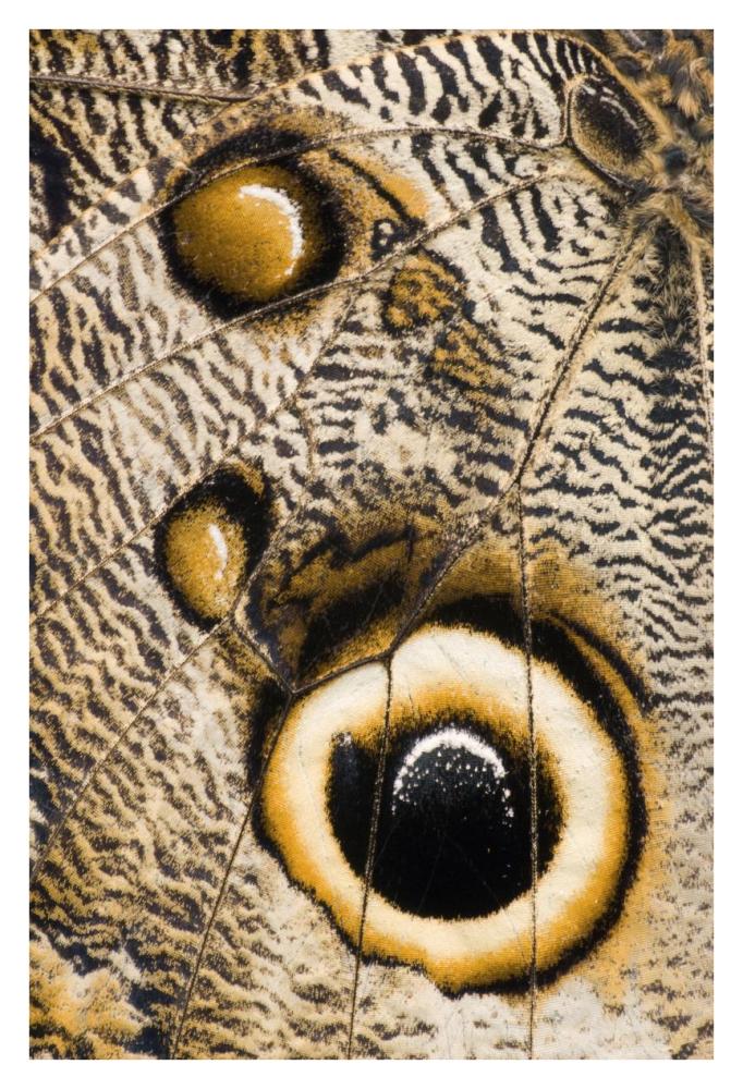 Atreus Owl butterfly wing with false eyespot, Ecuador-Paper Art-26"x38"