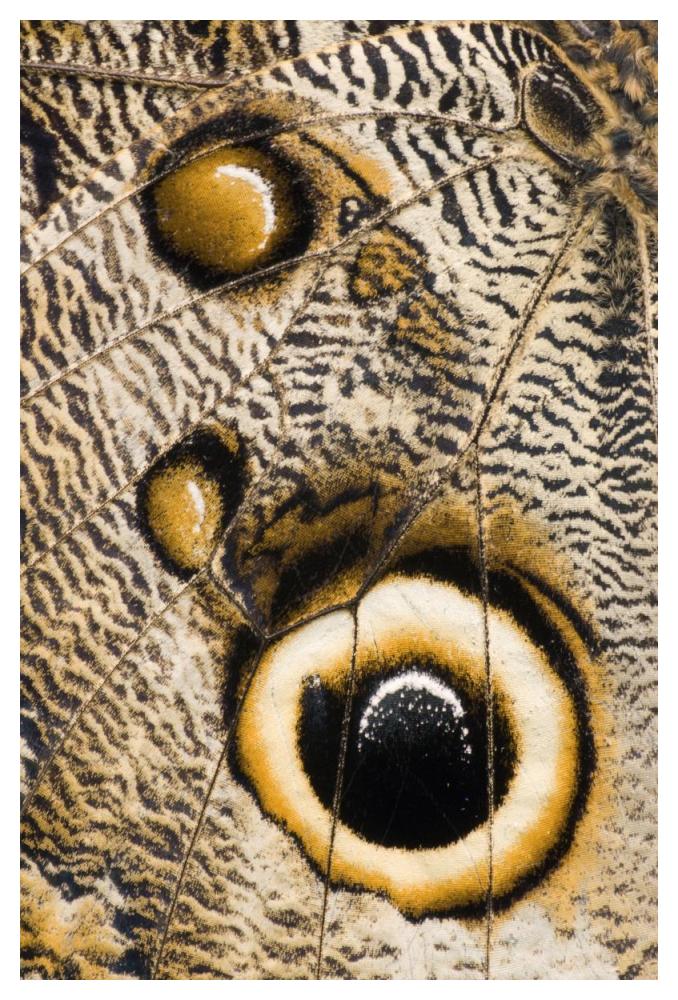 Atreus Owl butterfly wing with false eyespot, Ecuador-Paper Art-34"x50"