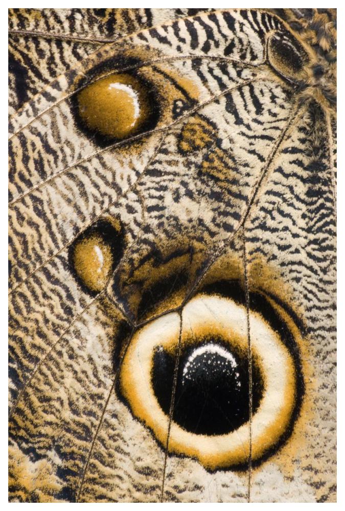 Atreus Owl butterfly wing with false eyespot, Ecuador-Paper Art-42"x62"