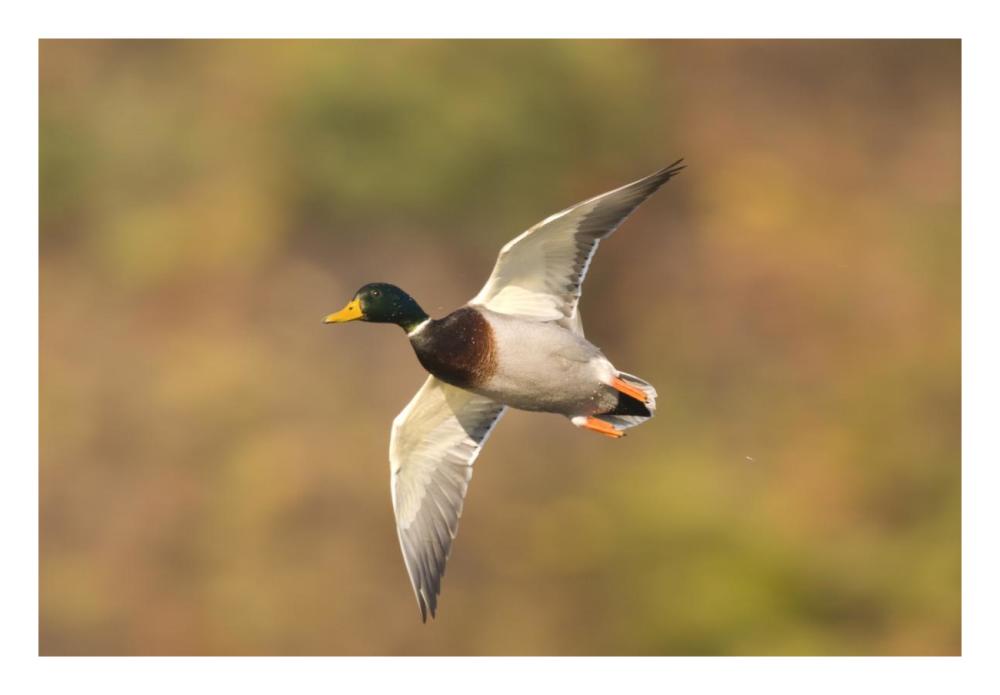 Mallard male flying, Kellogg Bird Sanctuary, Michigan-Paper Art-26"x18"