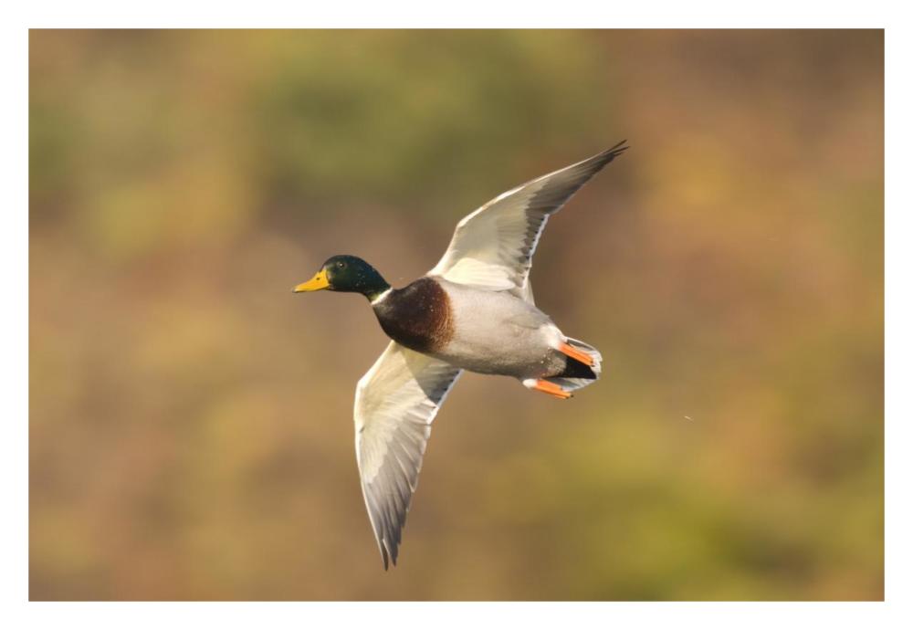 Mallard male flying, Kellogg Bird Sanctuary, Michigan-Paper Art-32"x22"