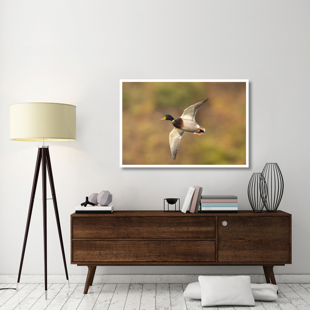 Mallard male flying, Kellogg Bird Sanctuary, Michigan-Paper Art-50&quotx34"