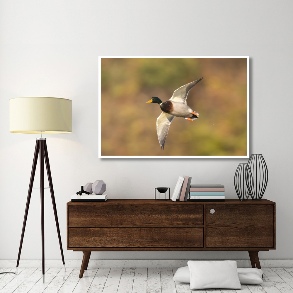 Mallard male flying, Kellogg Bird Sanctuary, Michigan-Paper Art-62&quotx42"