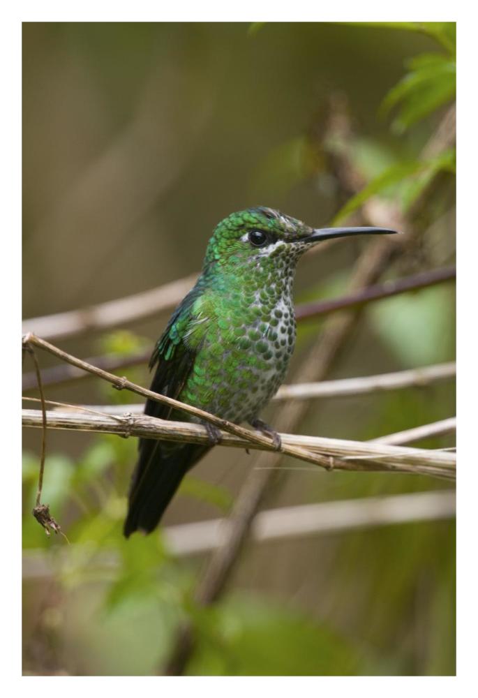 Green-crowned Brilliant hummingbird female, Costa Rica-Paper Art-22"x32"
