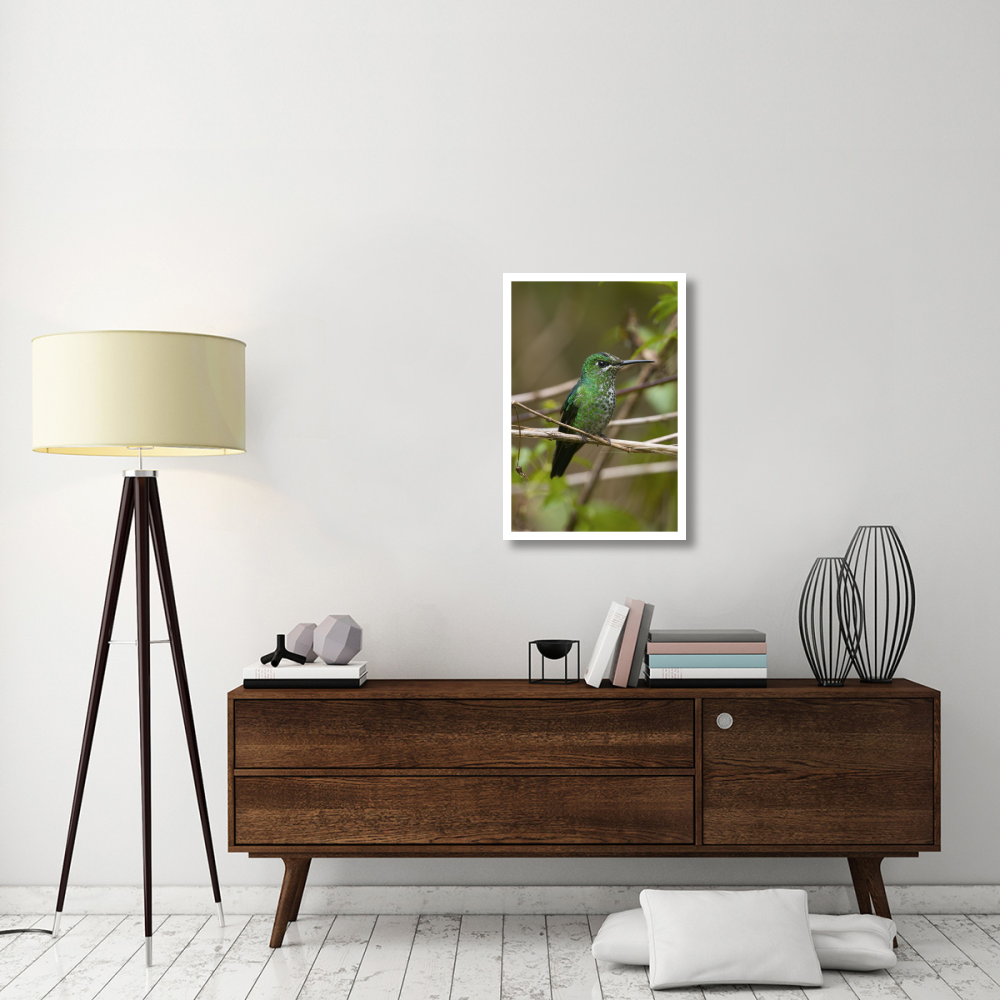 Green-crowned Brilliant hummingbird female, Costa Rica-Paper Art-22&quotx32"