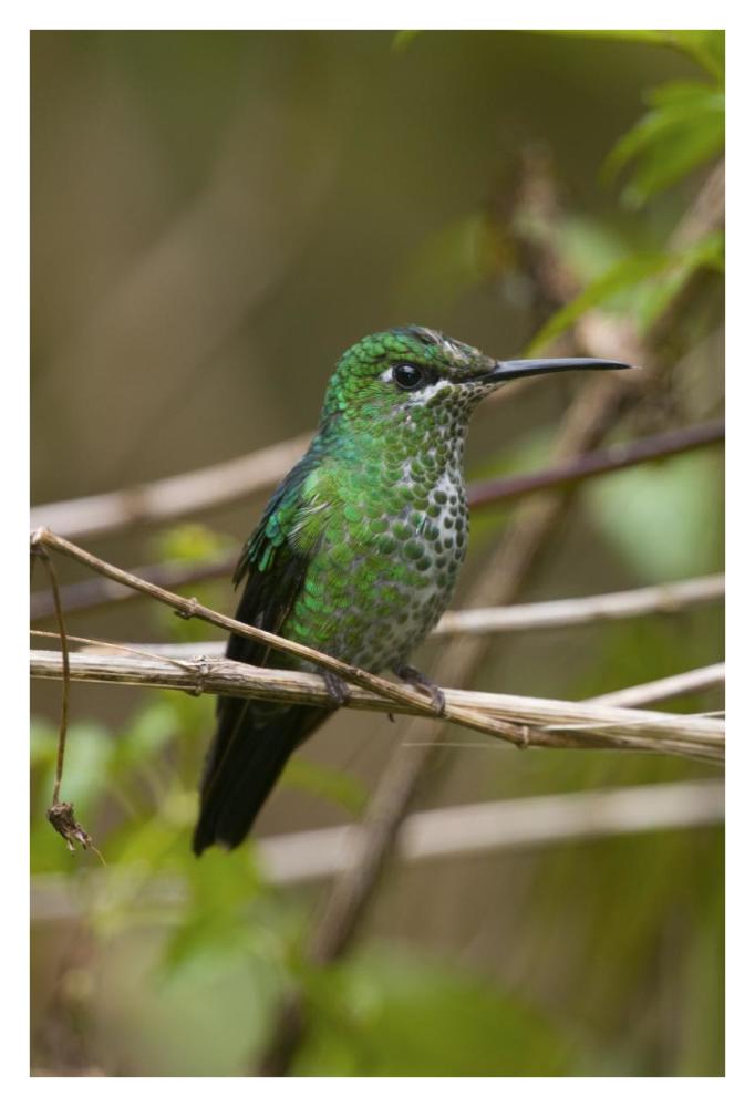 Green-crowned Brilliant hummingbird female, Costa Rica-Paper Art-26"x38"