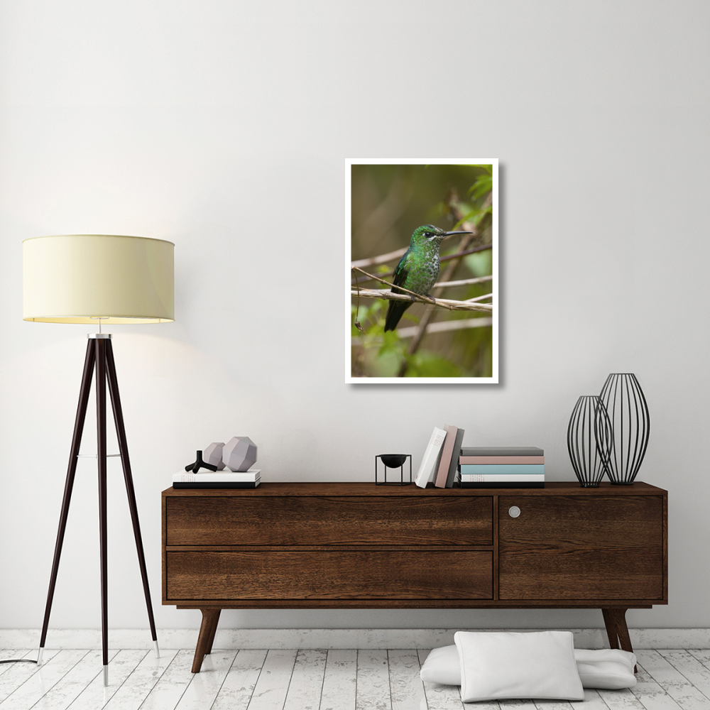 Green-crowned Brilliant hummingbird female, Costa Rica-Paper Art-26&quotx38"