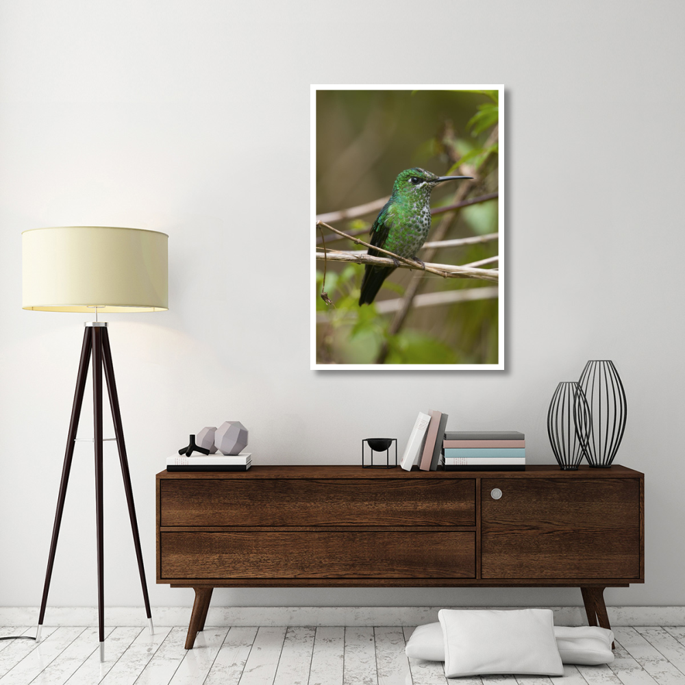 Green-crowned Brilliant hummingbird female, Costa Rica-Paper Art-34&quotx50"