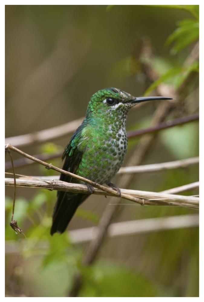 Green-crowned Brilliant hummingbird female, Costa Rica-Paper Art-42"x62"