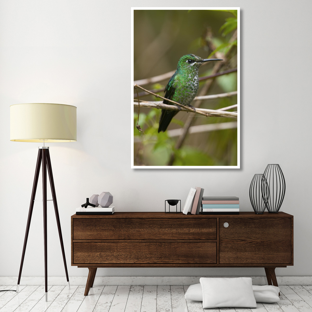 Green-crowned Brilliant hummingbird female, Costa Rica-Paper Art-42&quotx62"