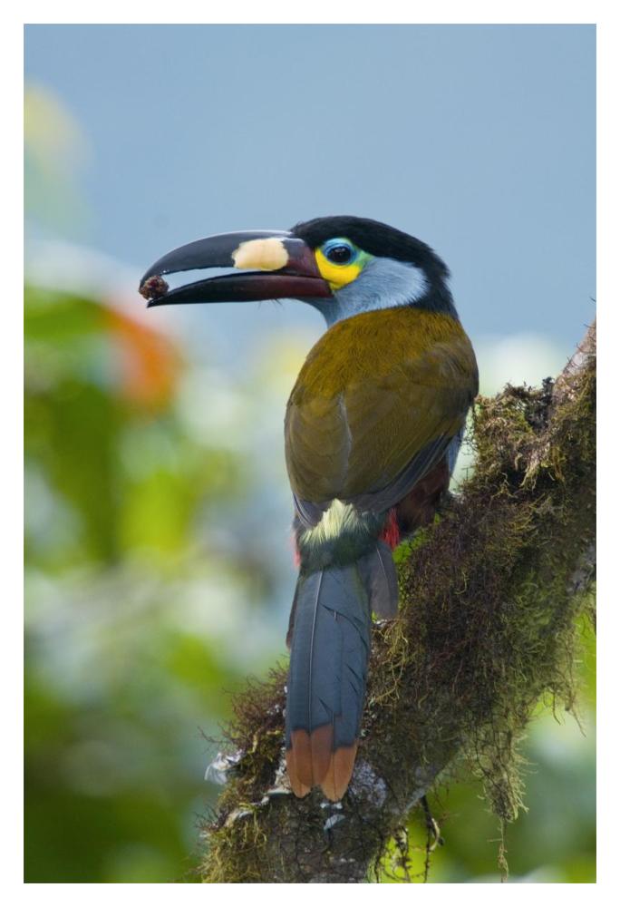Plate-billed Mountain-Toucan feeding on fruit, Ecuador-Paper Art-14"x20"