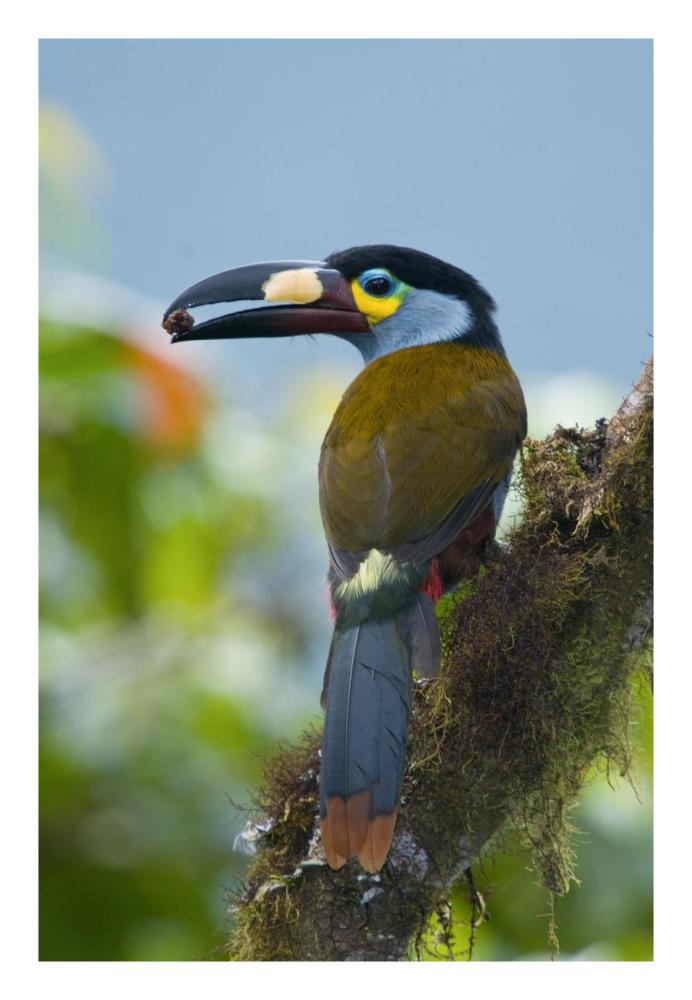 Plate-billed Mountain-Toucan feeding on fruit, Ecuador-Paper Art-18"x26"