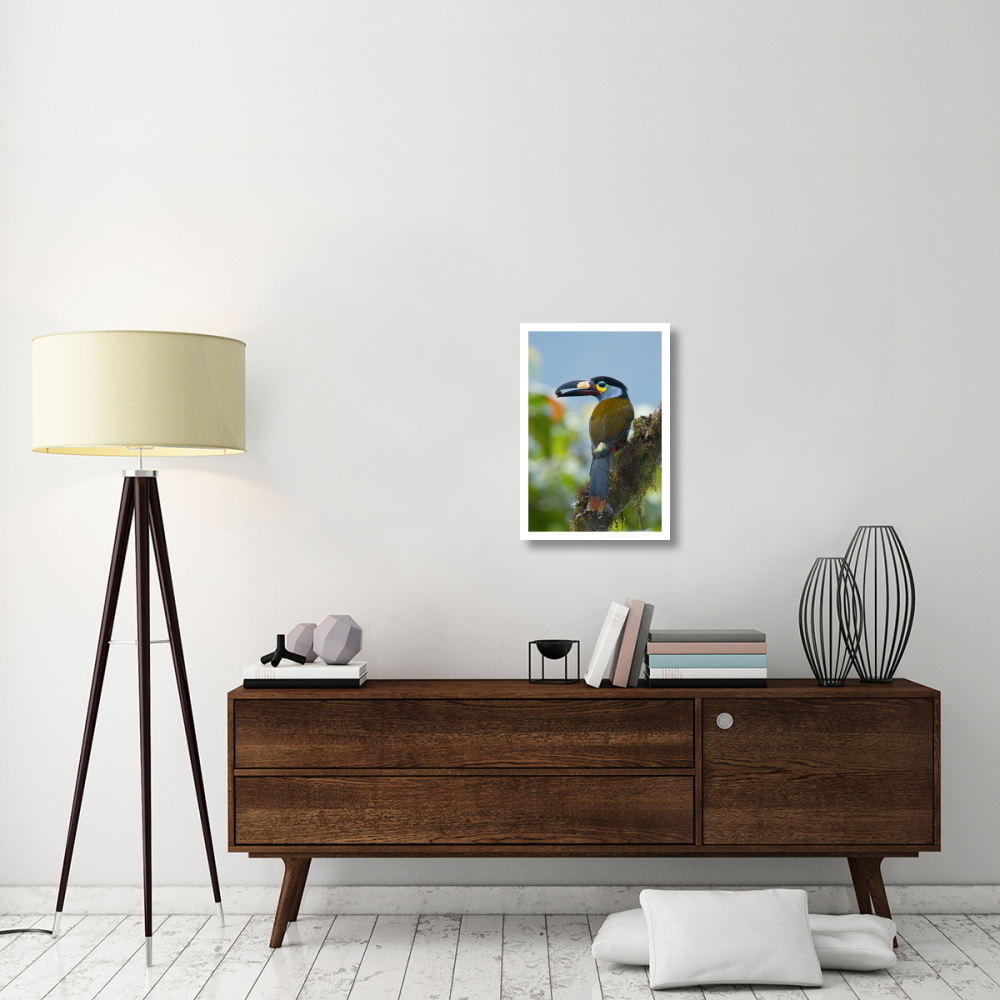 Plate-billed Mountain-Toucan feeding on fruit, Ecuador-Paper Art-18&quotx26"