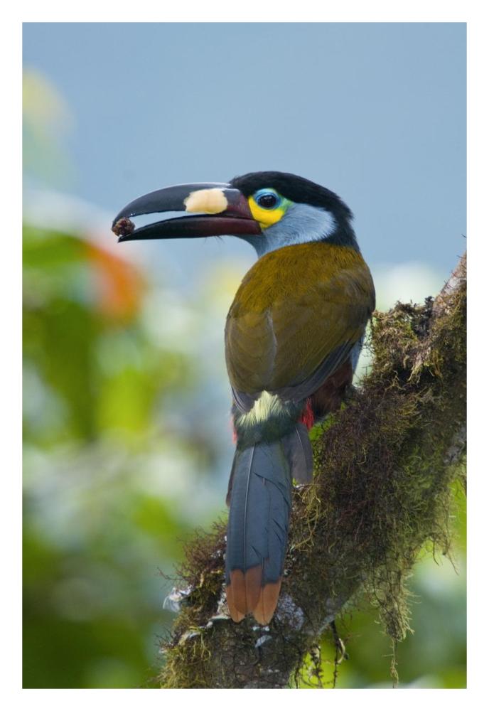 Plate-billed Mountain-Toucan feeding on fruit, Ecuador-Paper Art-22"x32"