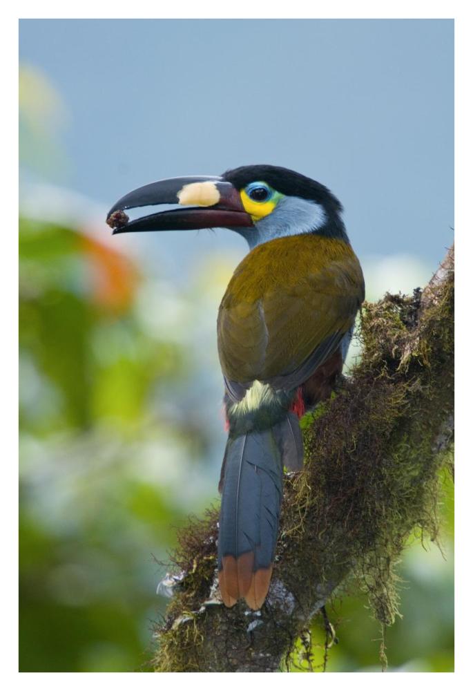 Plate-billed Mountain-Toucan feeding on fruit, Ecuador-Paper Art-26"x38"