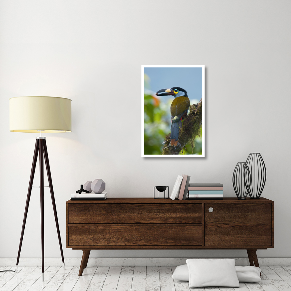 Plate-billed Mountain-Toucan feeding on fruit, Ecuador-Paper Art-26&quotx38"