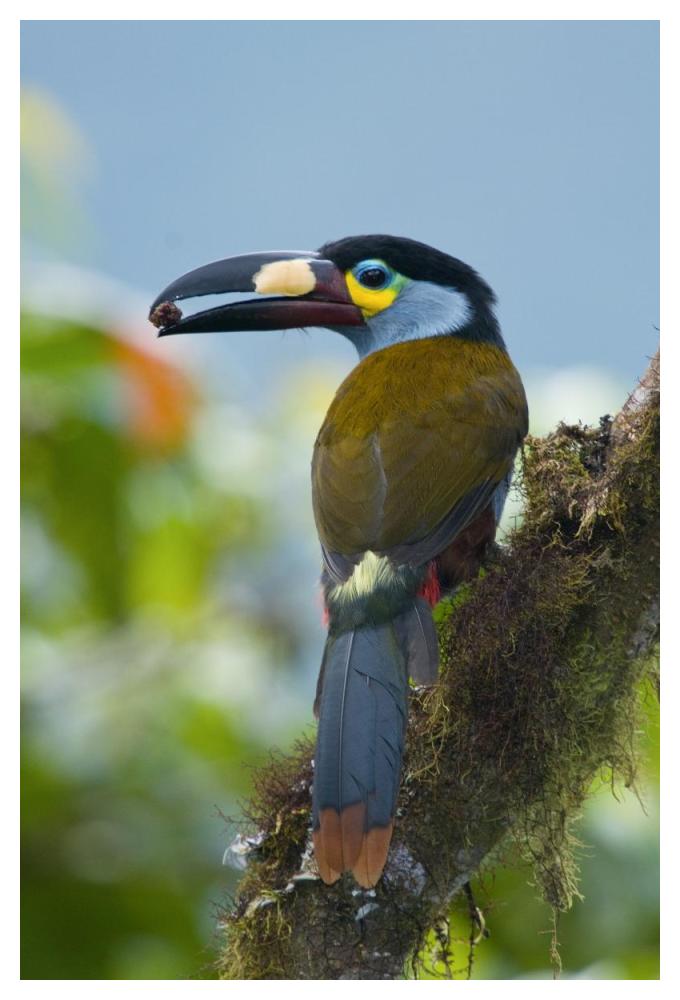 Plate-billed Mountain-Toucan feeding on fruit, Ecuador-Paper Art-34"x50"