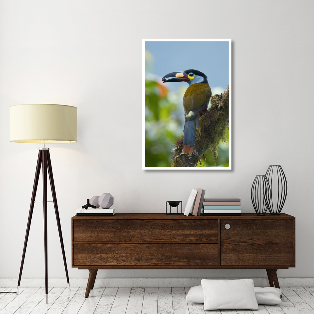 Plate-billed Mountain-Toucan feeding on fruit, Ecuador-Paper Art-34&quotx50"