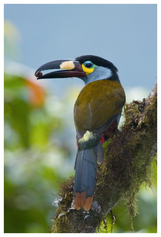 Plate-billed Mountain-Toucan feeding on fruit, Ecuador-Paper Art-42"x62"