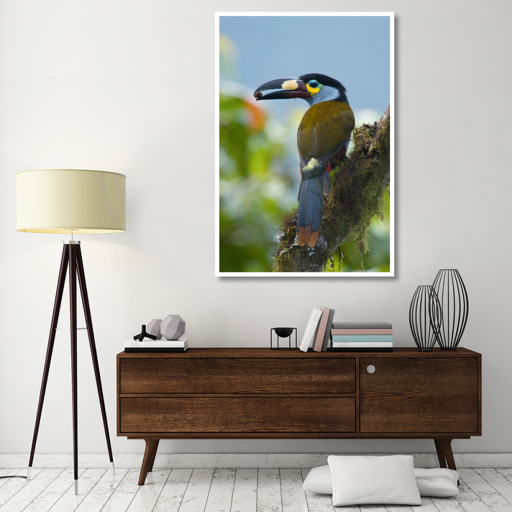 Plate-billed Mountain-Toucan feeding on fruit, Ecuador-Paper Art-42&quotx62"