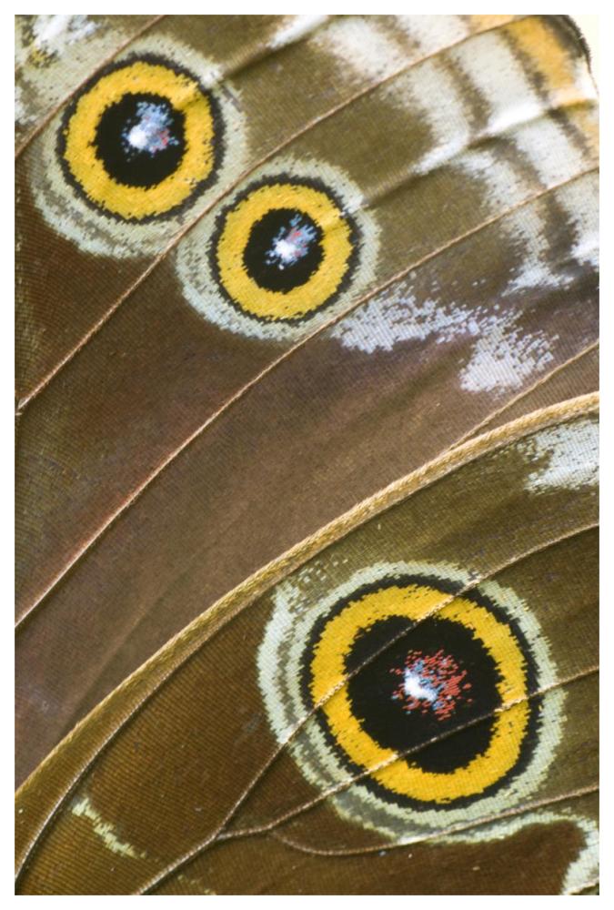Blue Morpho butterfly wing with false eyespots, Ecuador-Paper Art-42"x62"