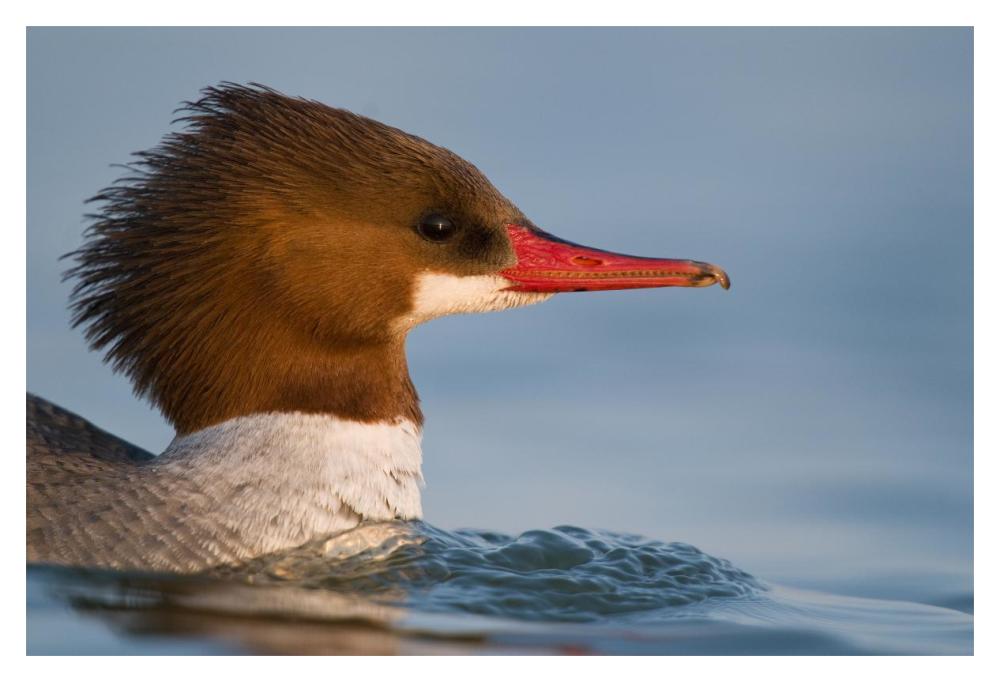 Common Merganser female swimming, Saginaw Bay, Michigan-Paper Art-20"x14"