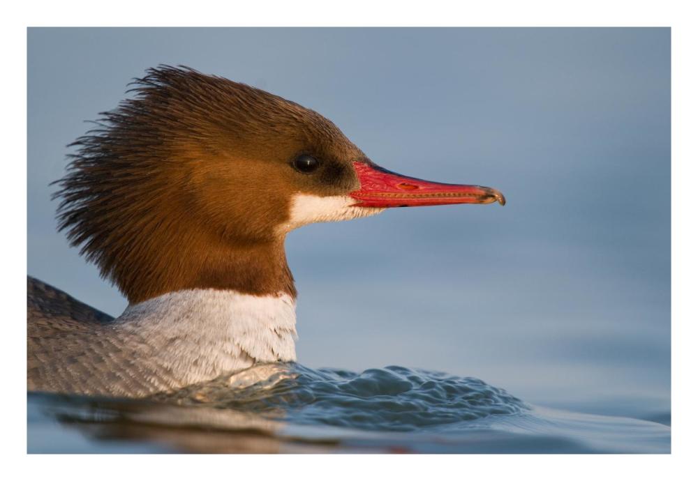 Common Merganser female swimming, Saginaw Bay, Michigan-Paper Art-26"x18"