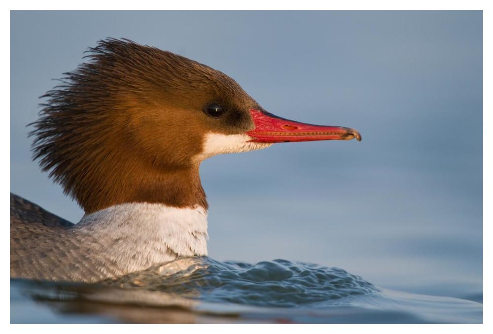 Common Merganser female swimming, Saginaw Bay, Michigan-Paper Art-50"x34"