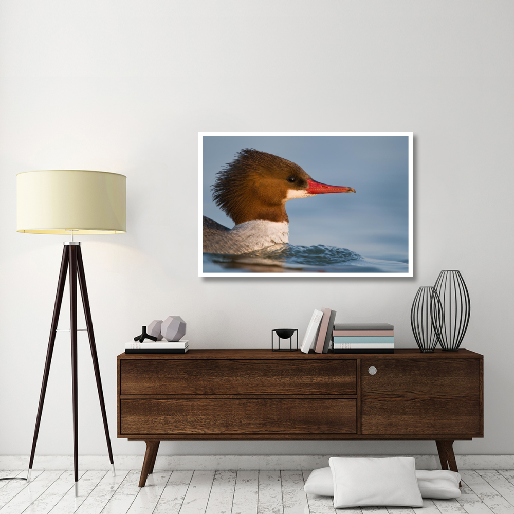 Common Merganser female swimming, Saginaw Bay, Michigan-Paper Art-50&quotx34"