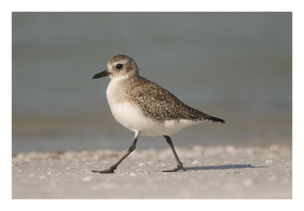 Black-bellied Plover walking, Fort Desoto Park, Florida-Paper Art-26"x18"