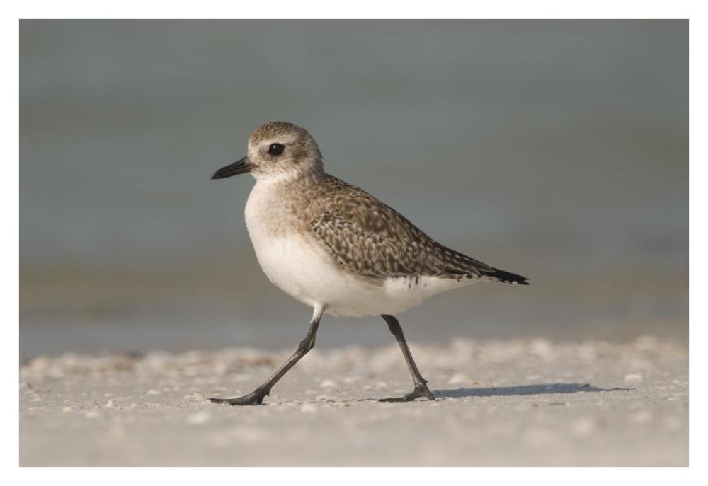 Black-bellied Plover walking, Fort Desoto Park, Florida-Paper Art-38"x26"