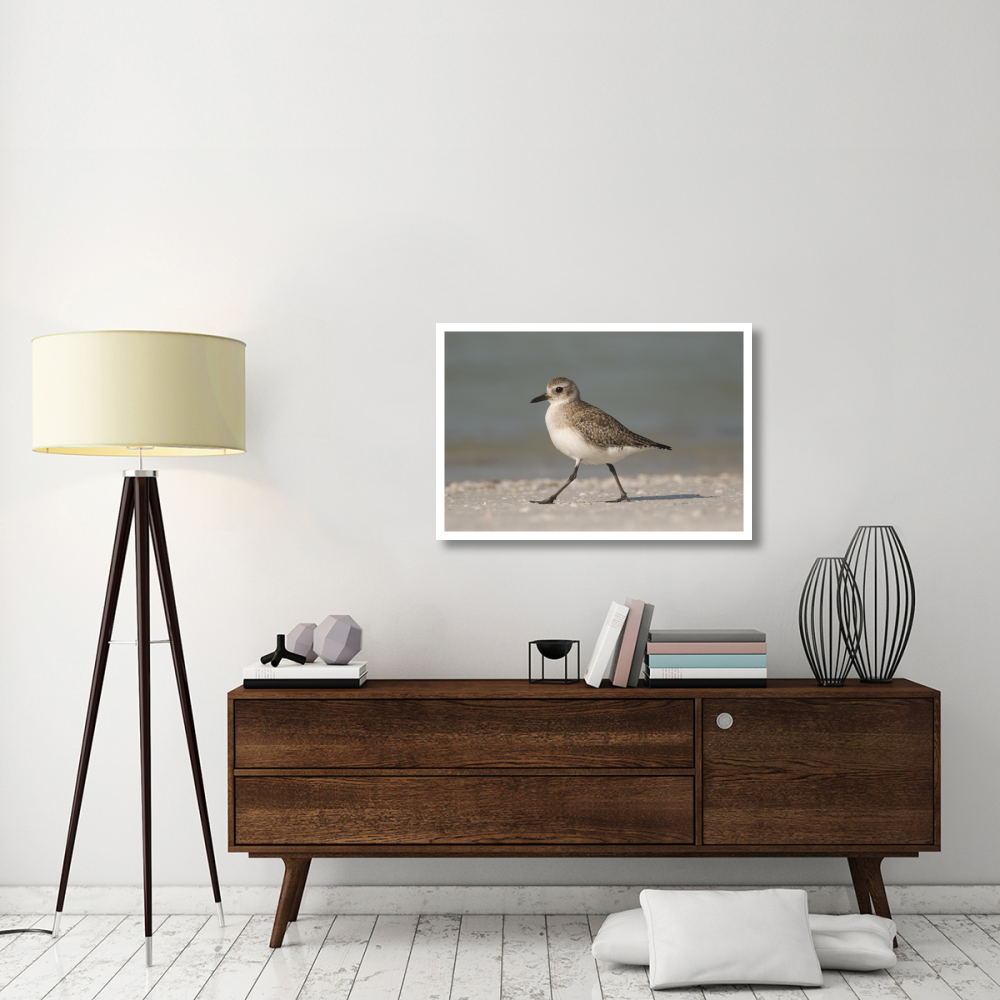 Black-bellied Plover walking, Fort Desoto Park, Florida-Paper Art-38&quotx26"