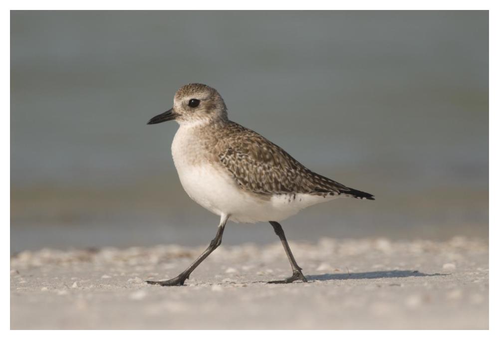 Black-bellied Plover walking, Fort Desoto Park, Florida-Paper Art-50"x34"