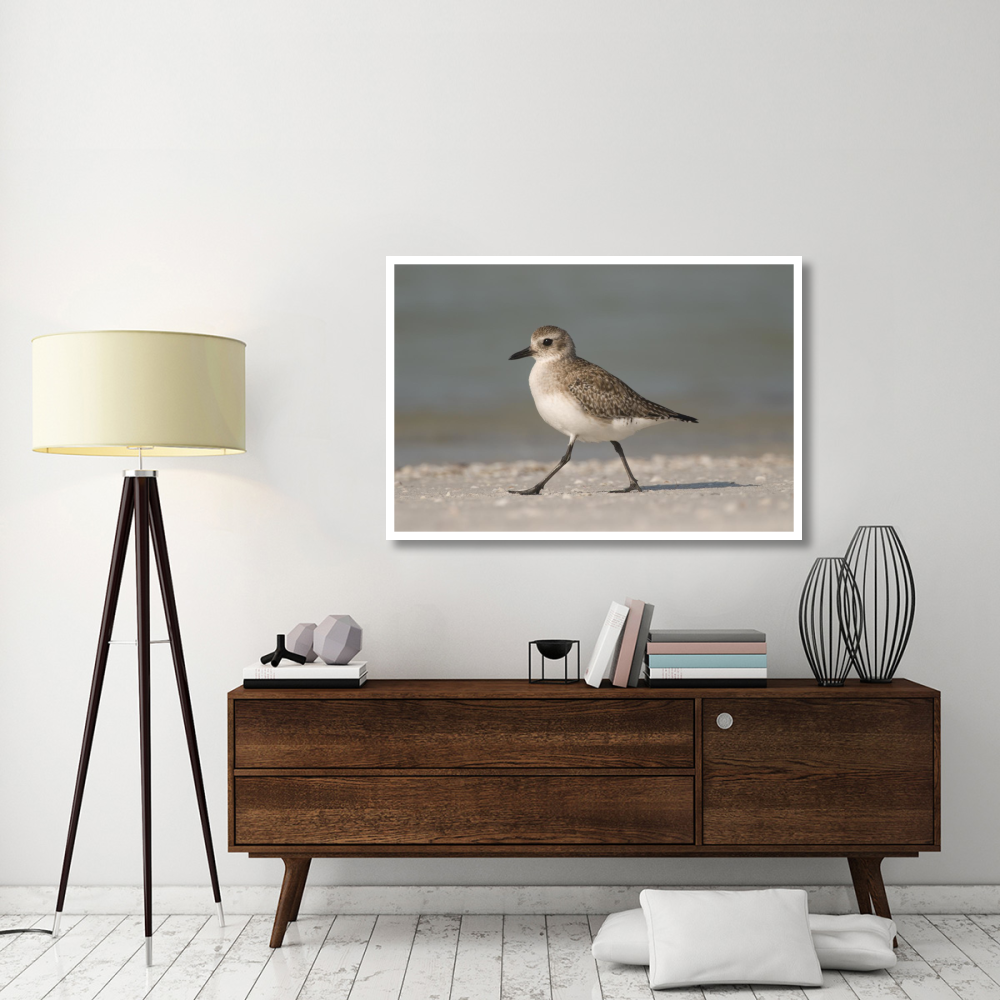 Black-bellied Plover walking, Fort Desoto Park, Florida-Paper Art-50&quotx34"