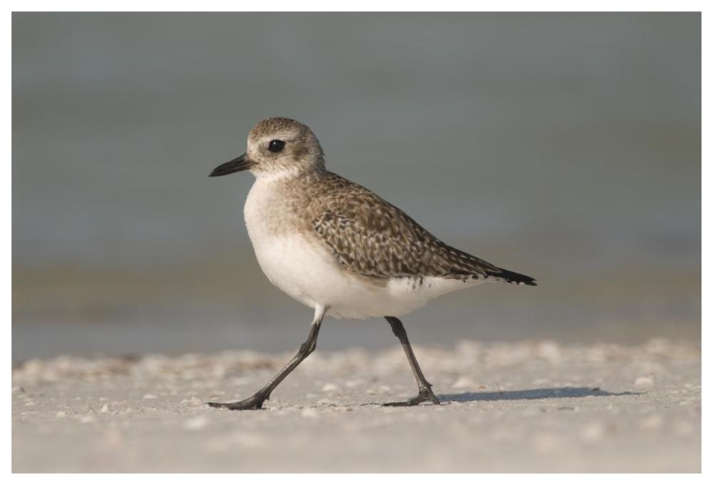 Black-bellied Plover walking, Fort Desoto Park, Florida-Paper Art-62"x42"