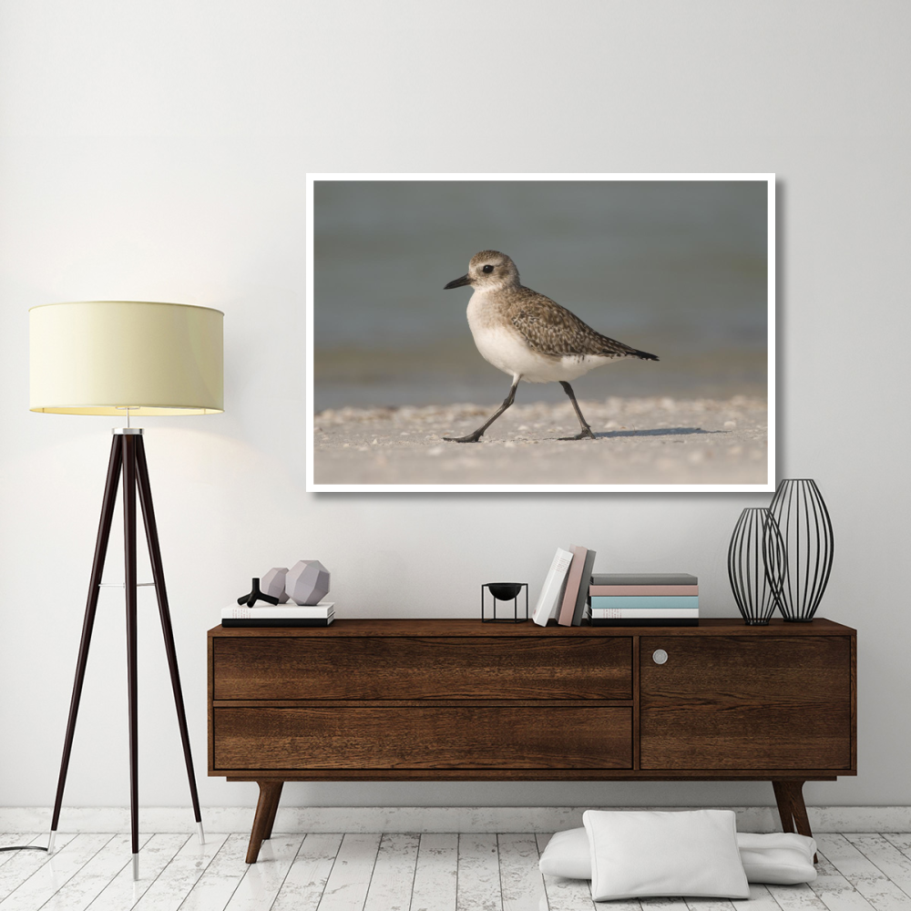 Black-bellied Plover walking, Fort Desoto Park, Florida-Paper Art-62&quotx42"