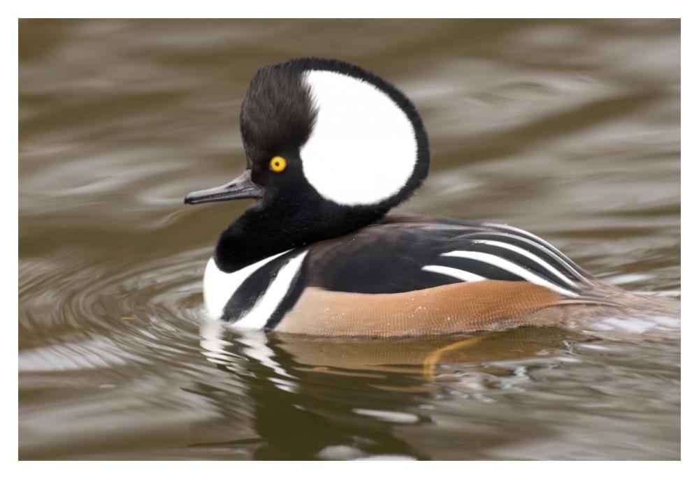 Hooded Merganser male, Kellogg Bird Sanctuary, Michigan-Paper Art-20"x14"
