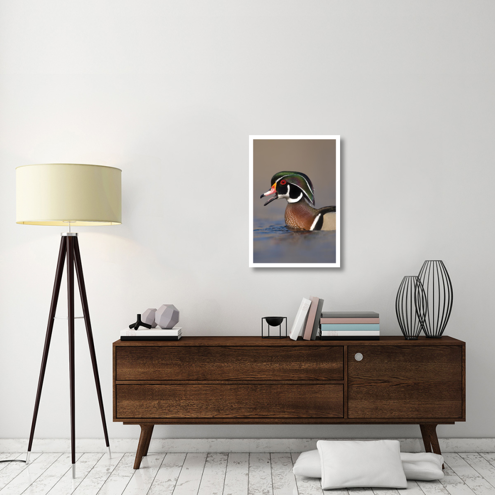 Wood Duck male calling, Lapeer State Game Area, Michigan-Paper Art-22&quotx32"
