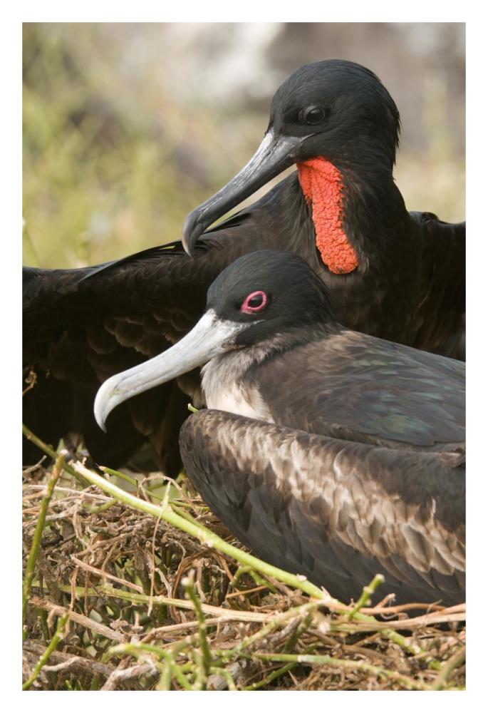 Magnificent Frigatebird pair, Galapagos Islands, Ecuador-Paper Art-22"x32"