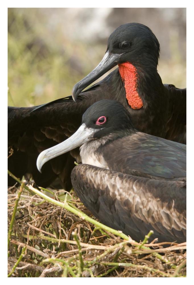 Magnificent Frigatebird pair, Galapagos Islands, Ecuador-Paper Art-26"x38"