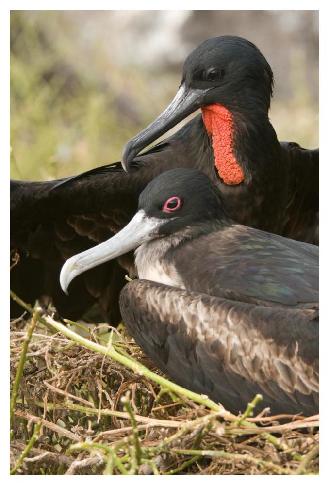 Magnificent Frigatebird pair, Galapagos Islands, Ecuador-Paper Art-34"x50"