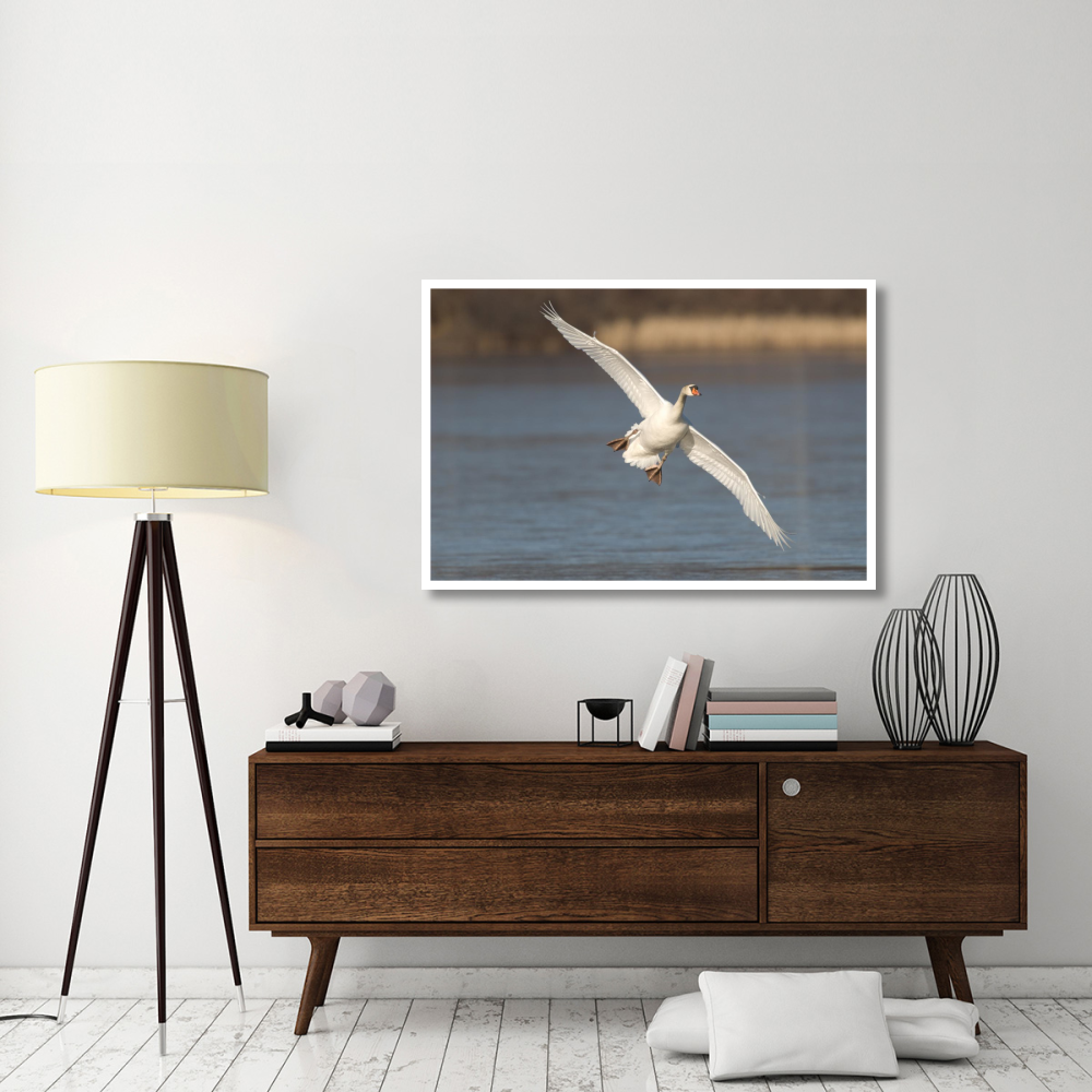 Mute Swan flying, Kensington Metropark, Milford, Michigan-Paper Art-50&quotx34"