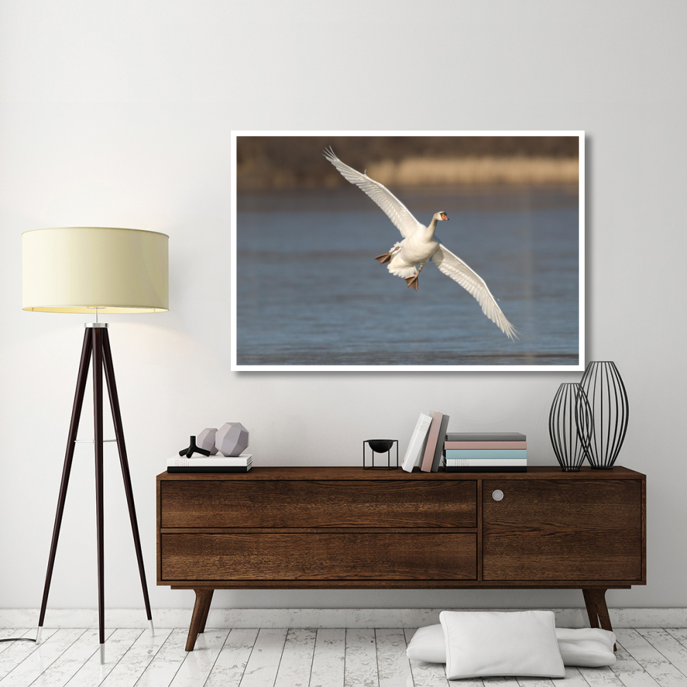 Mute Swan flying, Kensington Metropark, Milford, Michigan-Paper Art-62&quotx42"