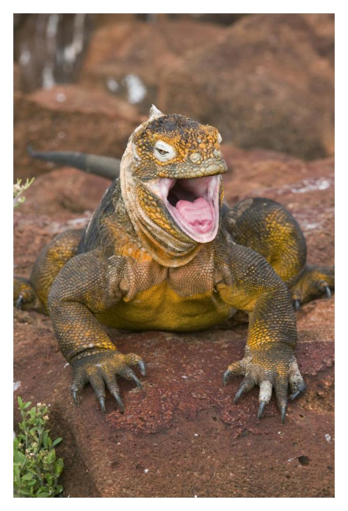 Galapagos Land Iguana yawning, Galapagos Islands, Ecuador-Paper Art-14"x20"