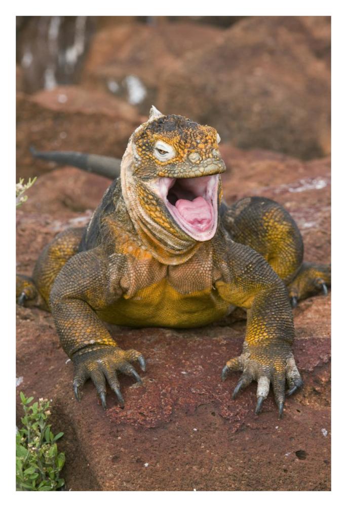 Galapagos Land Iguana yawning, Galapagos Islands, Ecuador-Paper Art-22"x32"