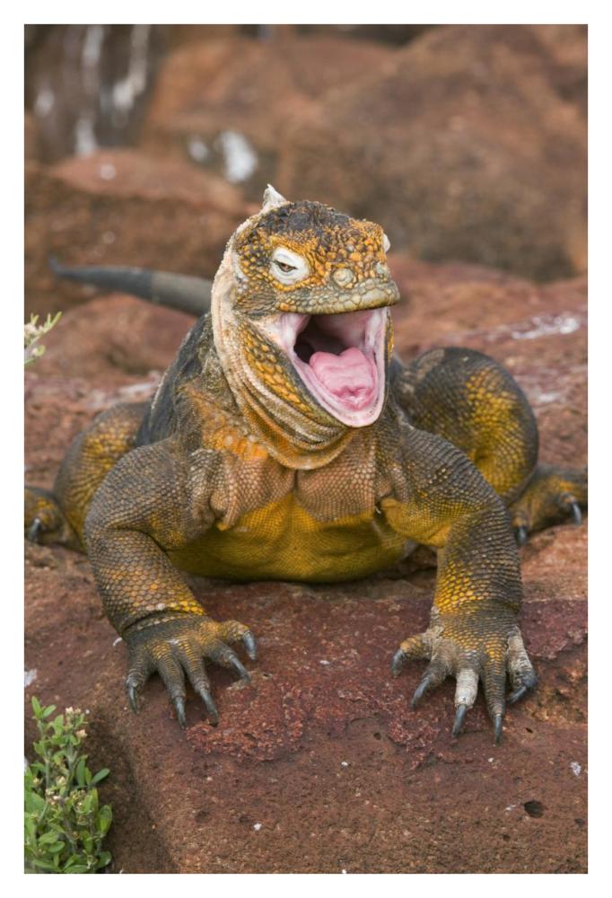 Galapagos Land Iguana yawning, Galapagos Islands, Ecuador-Paper Art-26"x38"