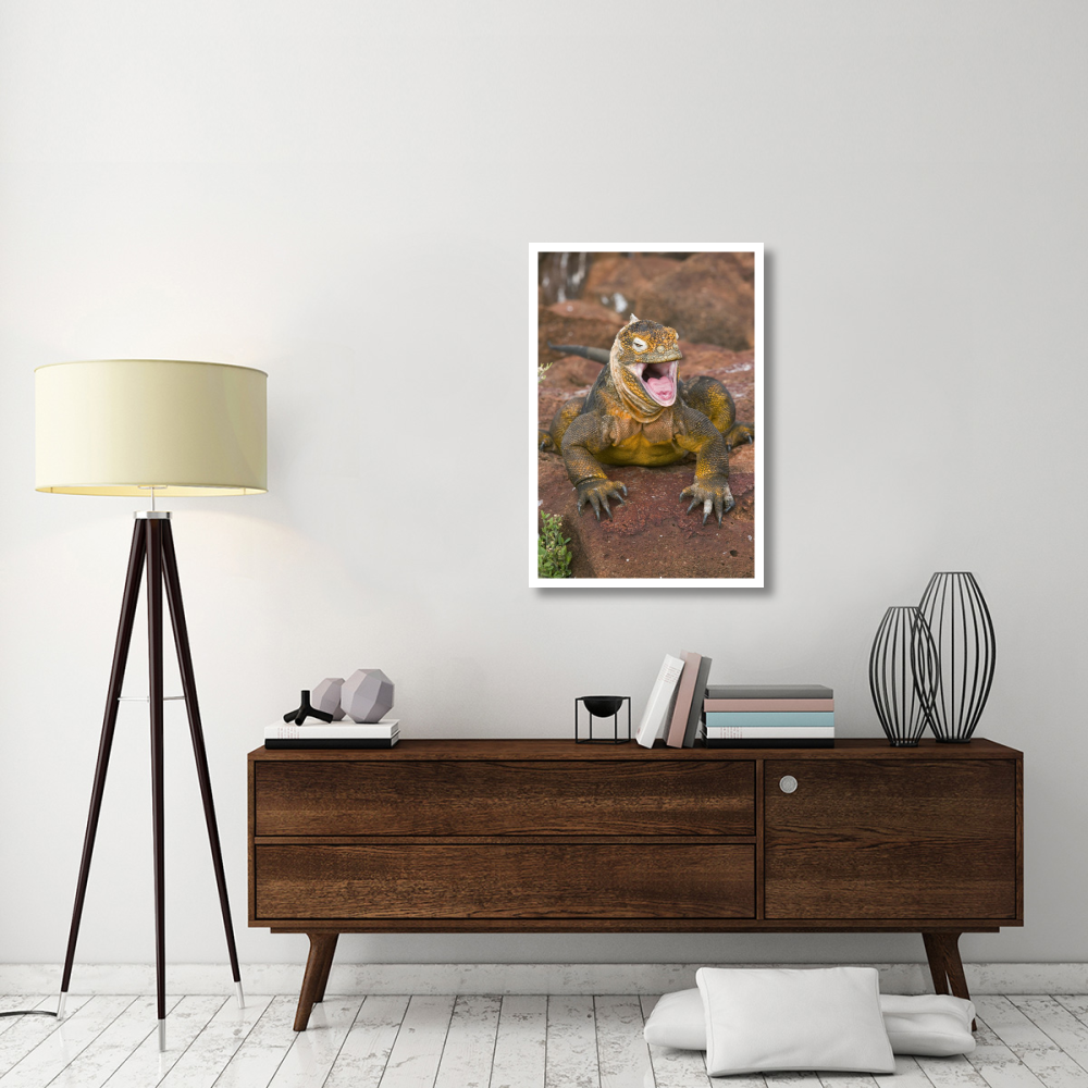 Galapagos Land Iguana yawning, Galapagos Islands, Ecuador-Paper Art-26&quotx38"
