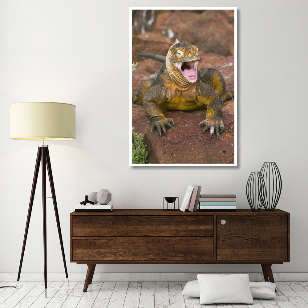 Galapagos Land Iguana yawning, Galapagos Islands, Ecuador-Paper Art-42&quotx62"
